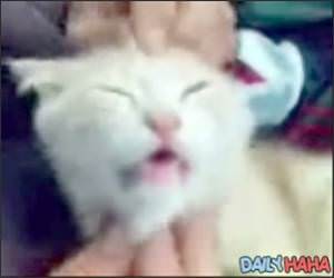 Cat Making Faces Video