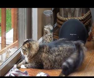 Chipmunk Taunts Cat Through A Glass Door Funny Video