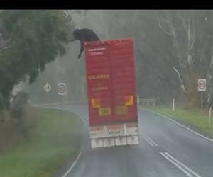 Cow attempts to escape from moving semi Funny Video
