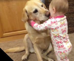 Cute dogs and babies compilation