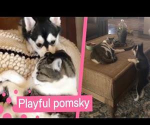 Dog Desperately Wants to Play with Cat Funny Video