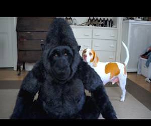 Dog Falls in Love with Stuffed Gorill Funny Video