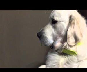 Dog Refuses to Give Up Pacifier Funny Video
