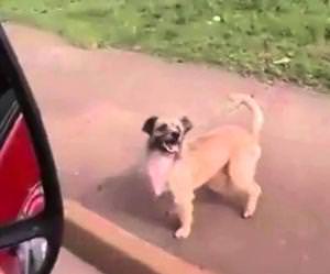 Dog chases ambulance driving his owner Funny Video