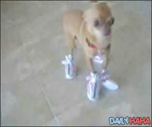 Dog Wearing Boots Video