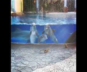 Dolphins watching squirrels Funny Video
