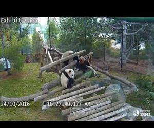 Giant Panda Cub Fall Compilation- Toronto Zoo Funny Video