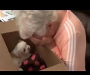 Grandma brought to instant tears when surprised with new puppy Funny Video