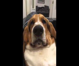 Grumpy basset hound wants attention Funny Video