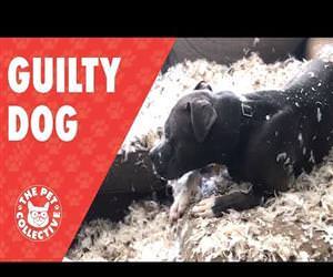 Guilty Dog Tears Up Feather Pillow Funny Video
