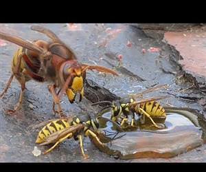 Hornet and wasp Funny Video