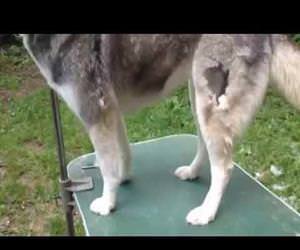 Husky fur removing Funny Video