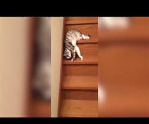 Lazy Cat Down the Stairs Funny Video