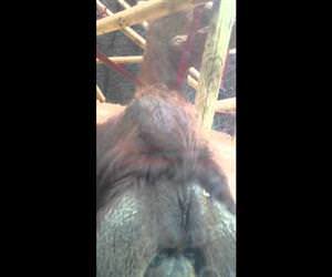 Orangutan Kisses Pregnant Womans Belly Funny Video