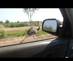 Ostrich running at 30 mph Funny Video