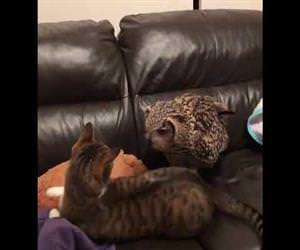 Owl Spooks Cat Off Couch Funny Video