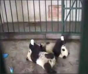 Pandas Milk Time
