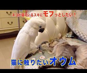 Parrot wants to touch Cat Funny Video