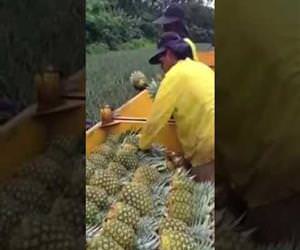 Pineapple harvesting is pretty fast Funny Video