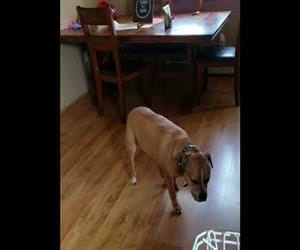 Pit Bull Slowly Tiptoes Into Kitchen to Steal Food Funny Video
