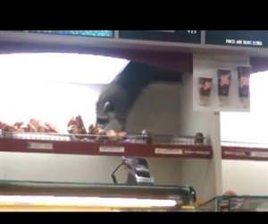 Raccoon Steals Donut Funny Video