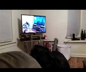 Rottweiler howling  wolves Funny Video