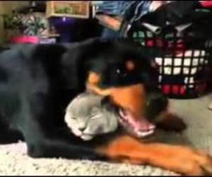 Rottweiler loves the cat so much Funny Video