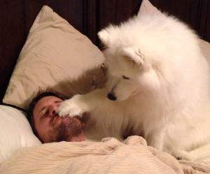 Samoyed Wakes Dad Funny Video