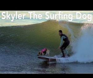 Skyler The Surfing Dog Funny Video
