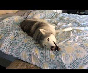 Stubborn Husky Wont Get Out of Bed Funny Video