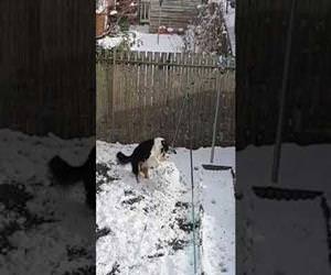 This dog is making a snowman Funny Video
