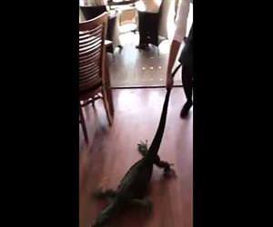 Waitress Drags Out Unwanted Guest