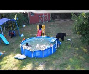 a b ear pool party Funny Video