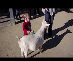 a goat fart scares a kid Funny Video