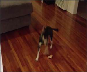 Adorable Puppy and Bone Funny Video
