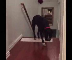 afraid of going through doors Funny Video