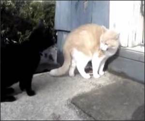 Alpha Cats Funny Video