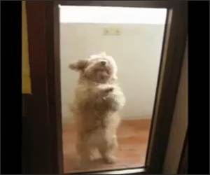 Amazing Dog Dance Funny Video