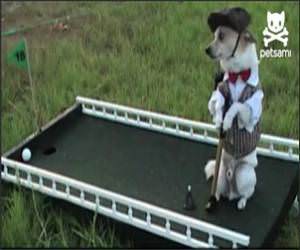 The Amazing Golfing Dog Video