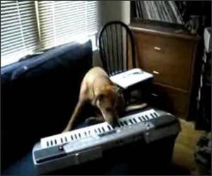 Amazing Piano Dog Funny Video