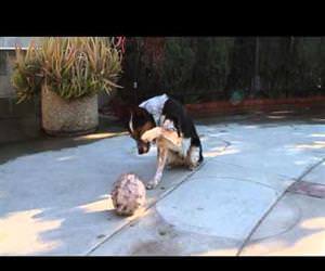 an amazingly well trained dog Funny Video