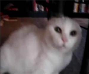 Angriest Cat Ever Vid