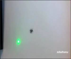 Animals Chasing Laser Pointers
