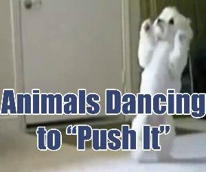 Animals Dancing to Push it Funny Video