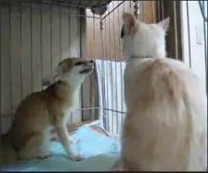 Annoying Fox Versus Cat Video