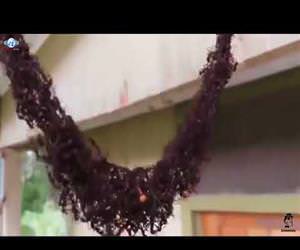 ants building a bridge to attack wasp nest Funny Video