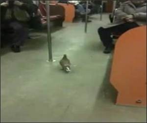 Bird Subway Ride Funny Video