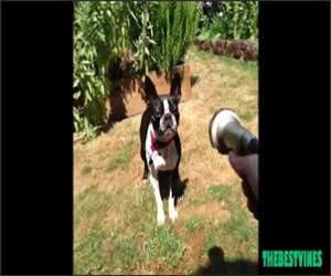 Dog Vs Hose Funny Video