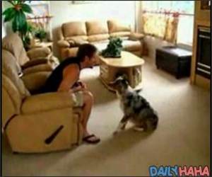 Awsome Dog Tricks Funny Video