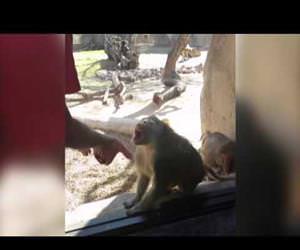 baboon is amazed by magic trick Funny Video
